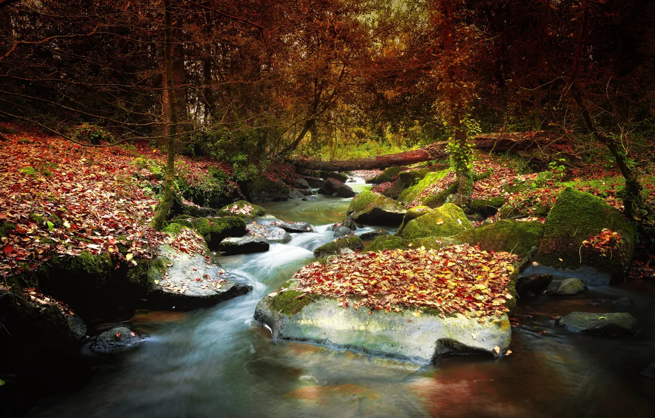 Photo wallpaper forest, trees, nature, river, stream