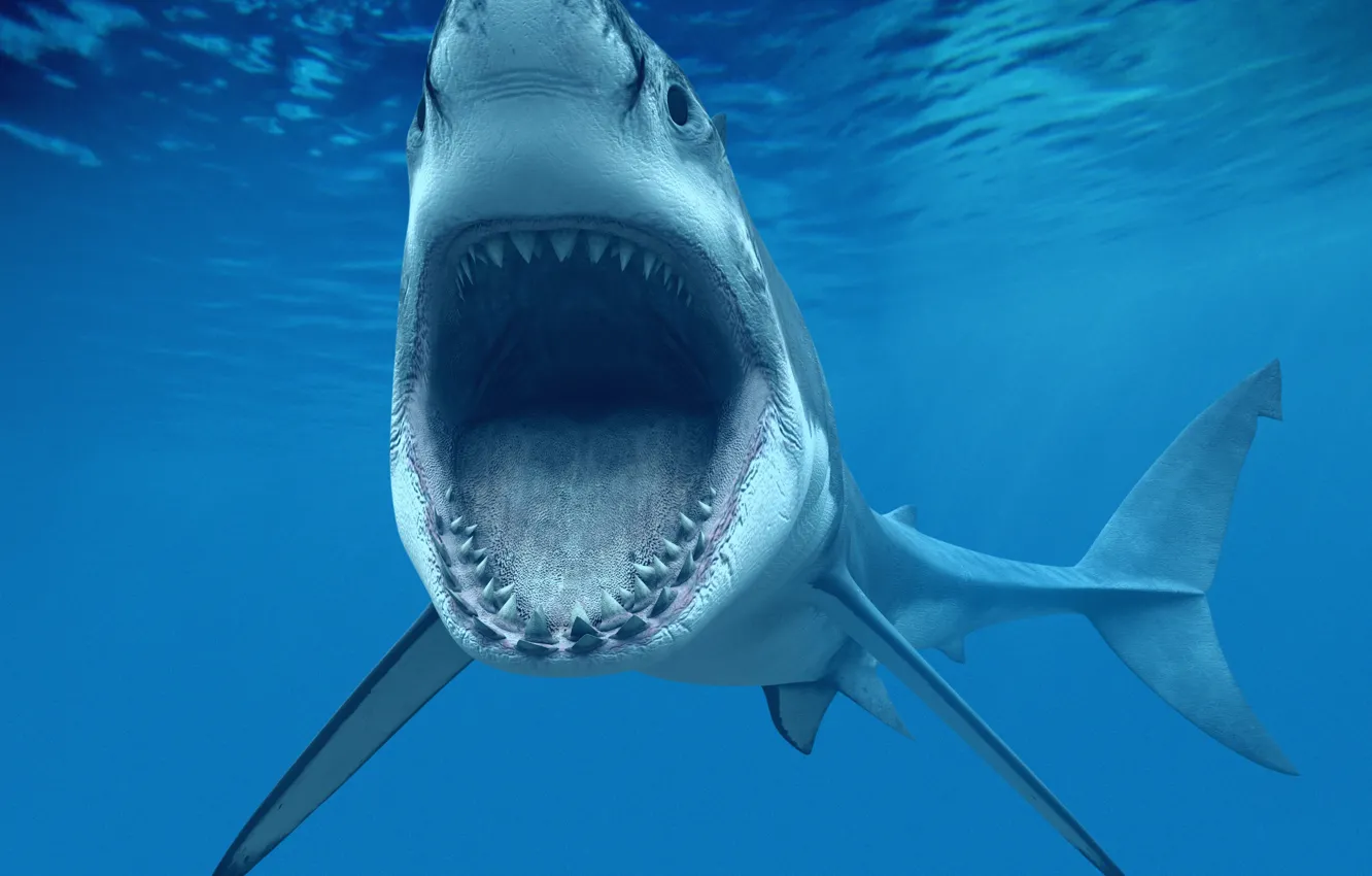 Photo wallpaper sea, ocean, blue, shark