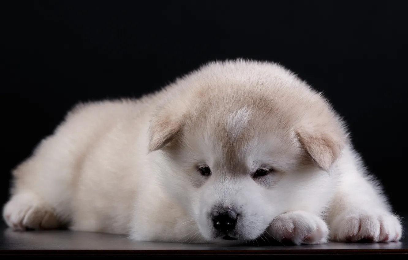 Photo wallpaper sweetheart, puppy, ears, Akita