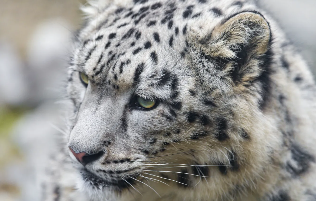 Photo wallpaper cat, face, IRBIS, snow leopard, kitty, ©Tambako The Jaguar