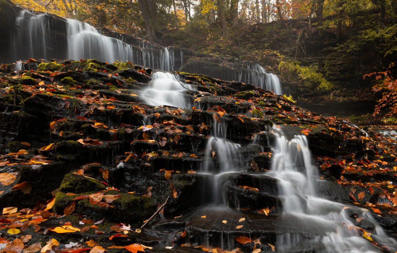 Photo wallpaper forest, leaves, trees, nature, stones, waterfall, USA