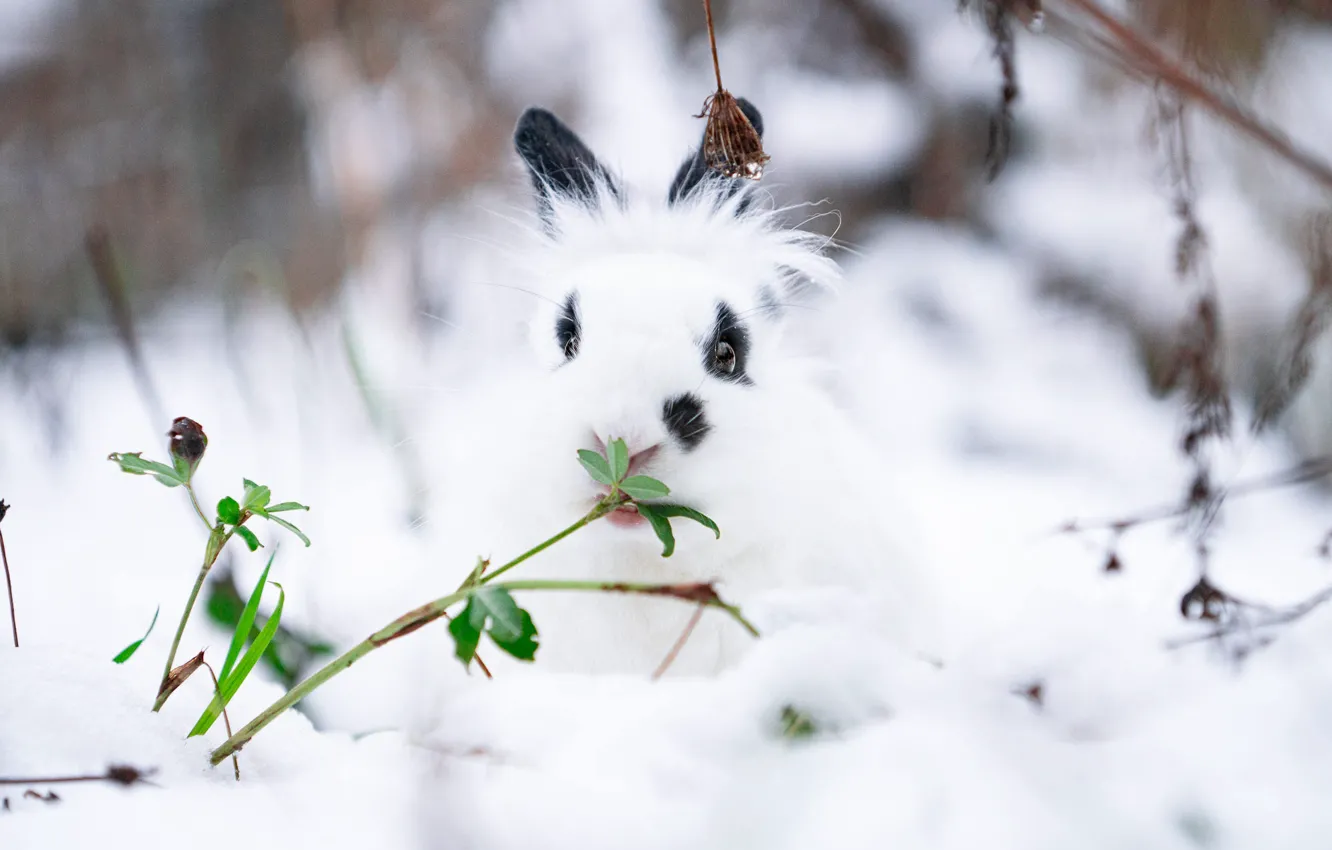 Photo wallpaper winter, white, look, leaves, snow, branches, nature, hare