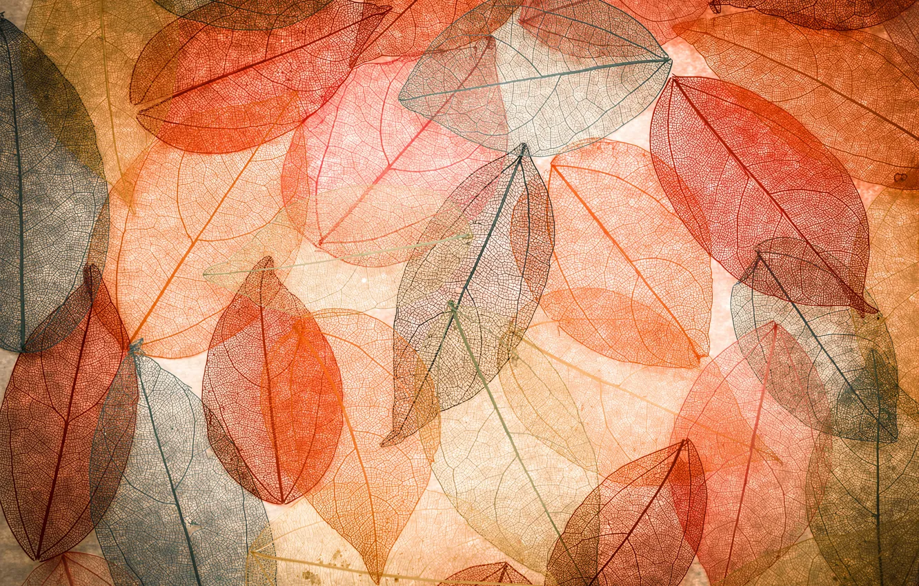 Photo wallpaper leaves, background, colorful, abstract, autumn, leaves, autumn, transparent