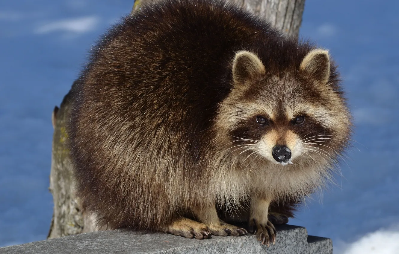 Photo wallpaper look, fluffy, raccoon