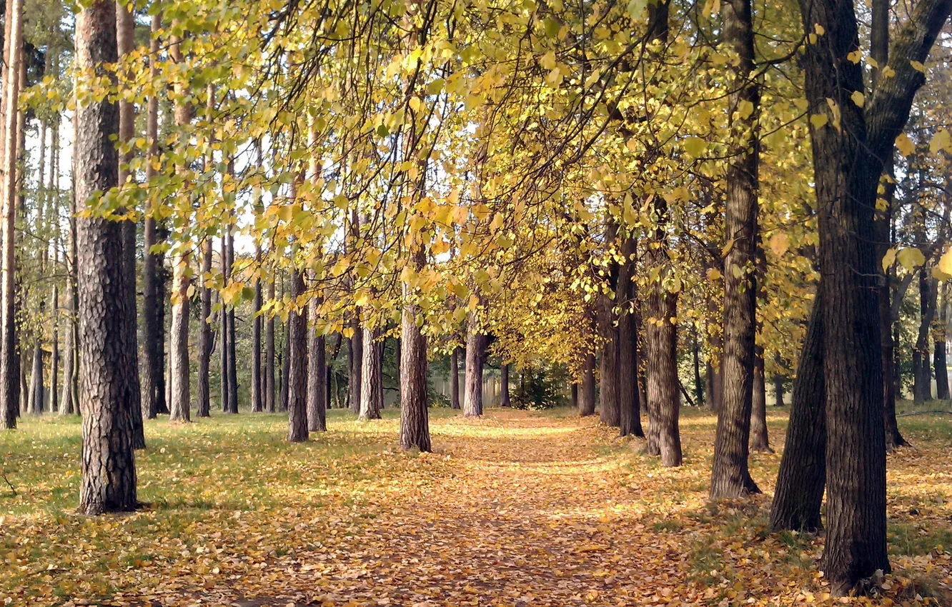Photo wallpaper autumn, leaves, trees, nature, Park