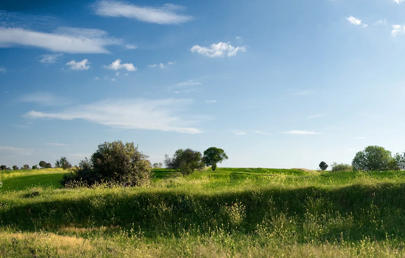 Photo wallpaper field, summer, grass, trees, glade, plant, meadow