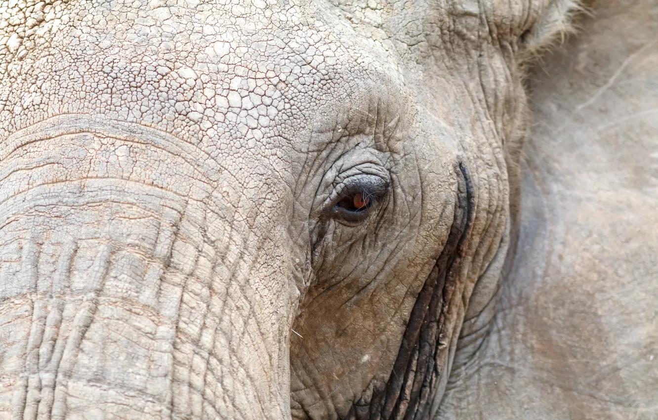 Photo wallpaper macro, nature, elephant