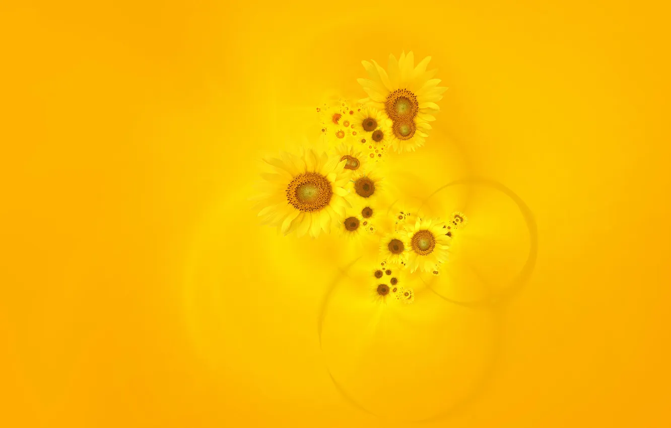 Photo wallpaper sunflowers, yellow, background, Wallpaper