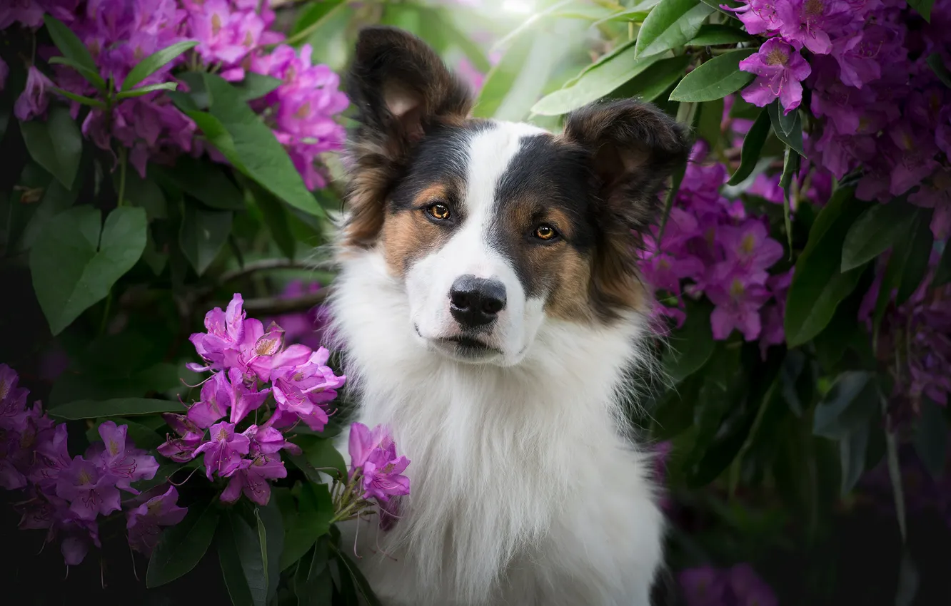 Photo wallpaper look, face, flowers, dog, The border collie, rhododendrons