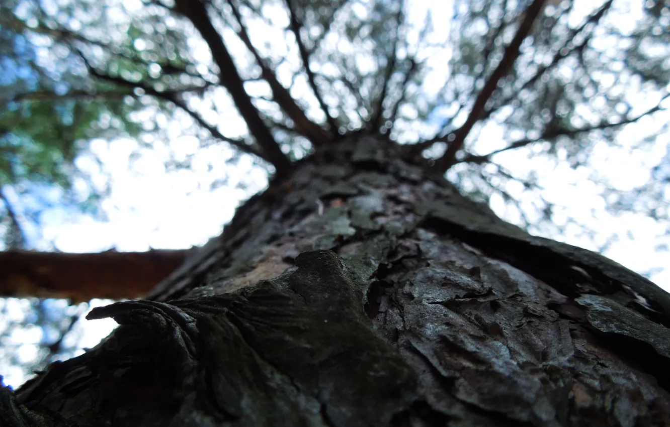 Photo wallpaper forest, trees, nature, trunk