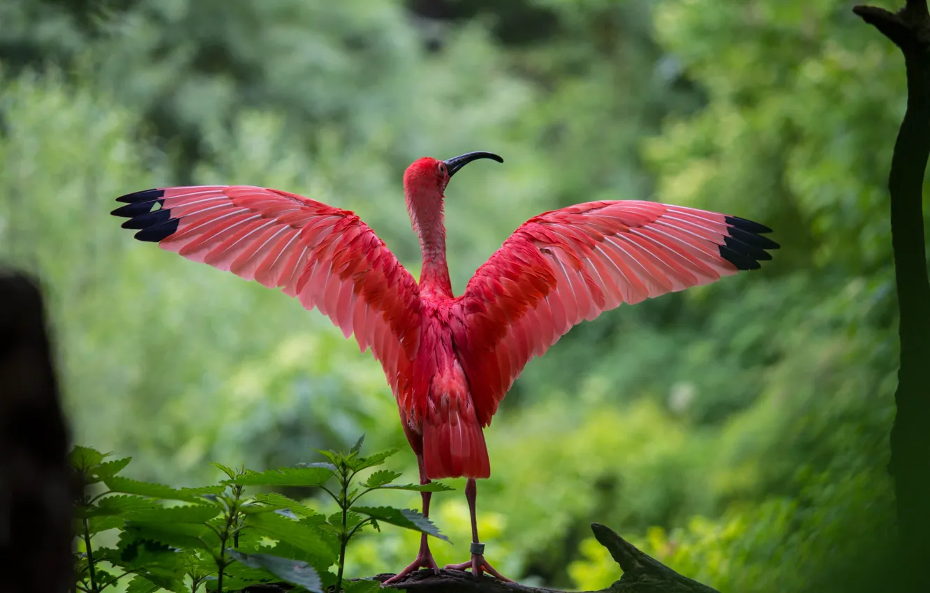 Photo wallpaper leaves, red, nature, bird, bright, wings, pink, green background