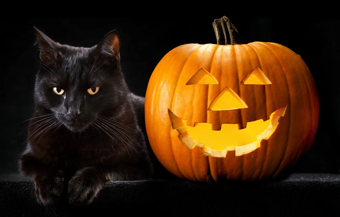 Photo wallpaper cat, photo, Halloween, pumpkin