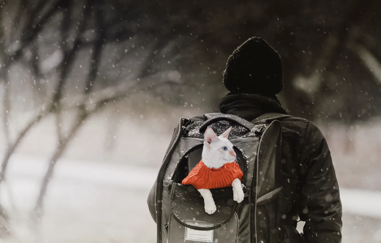 Photo wallpaper winter, cat, white, cat, look, snow, branches, red