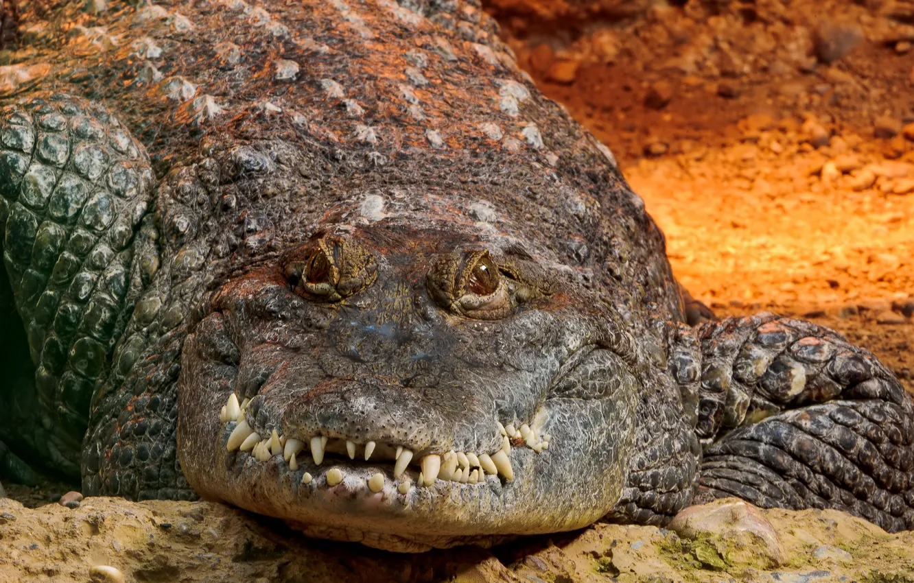 Photo wallpaper look, crocodile, alligator