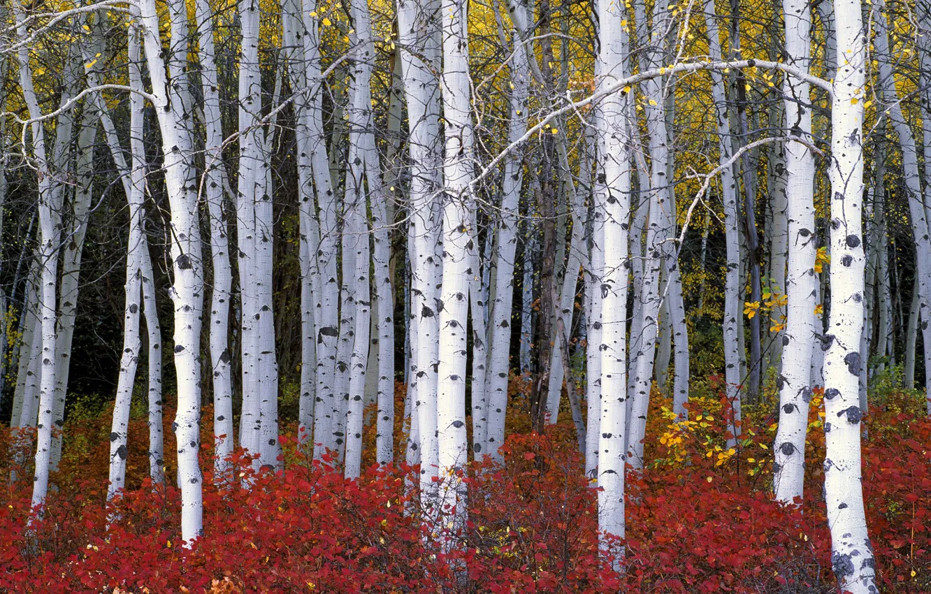 Photo wallpaper autumn, forest, leaves, trees, the bushes, aspen