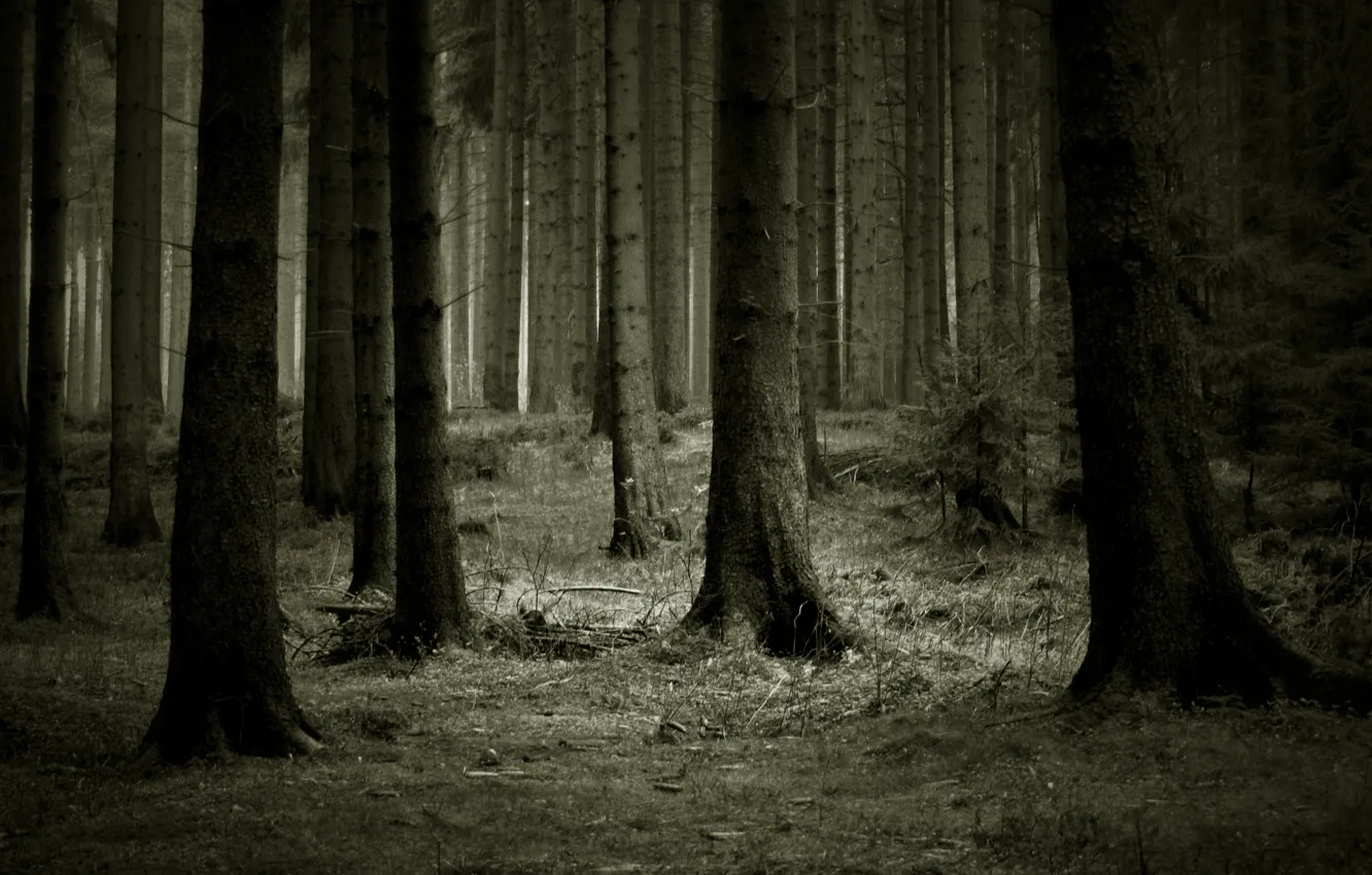 Photo wallpaper forest, trees, dark