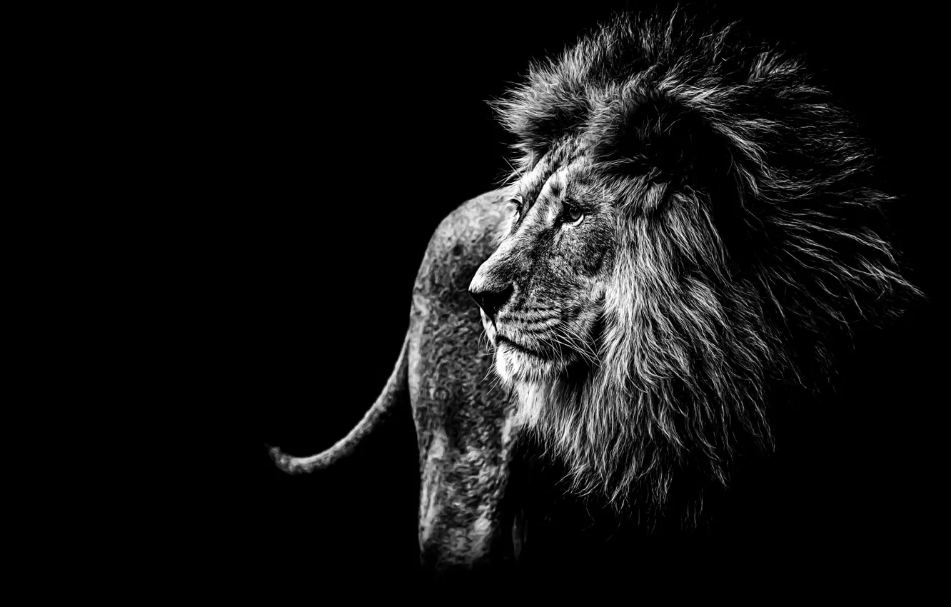 Photo wallpaper face, predator, Leo, black and white, mane, black background, big cat