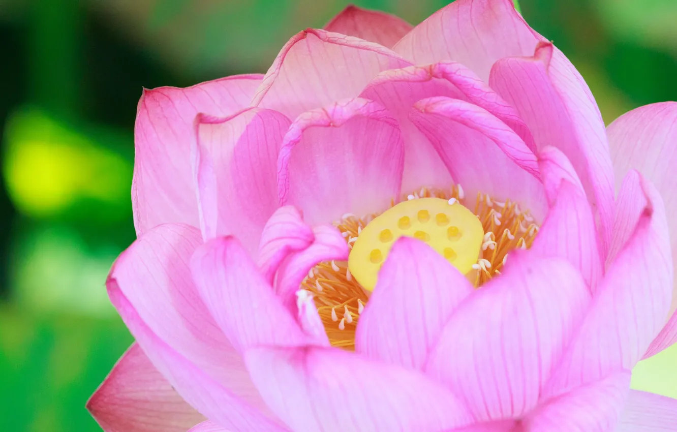 Photo wallpaper flowers, Lotus, leaf, flowering