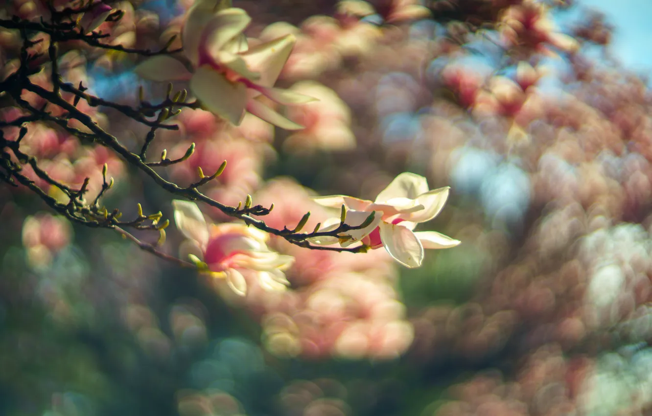 Photo wallpaper light, flowers, branches, blur, spring, petals, gentle, buds