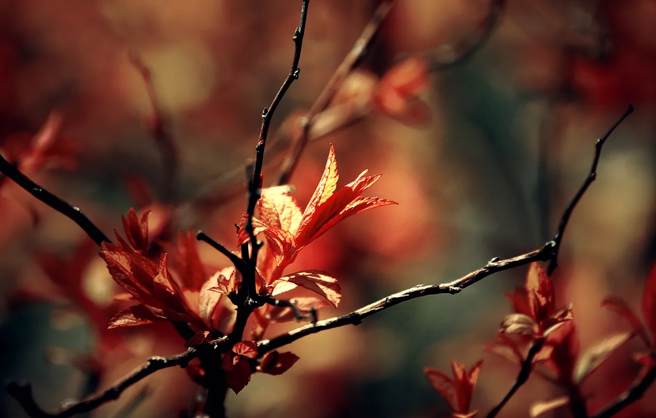 Photo wallpaper macro, branches, foliage, spring