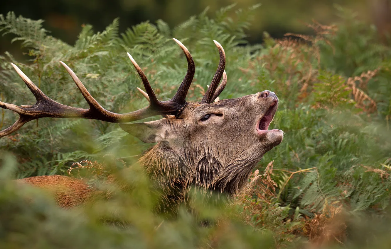 Photo wallpaper forest, look, face, nature, thickets, portrait, deer, horns