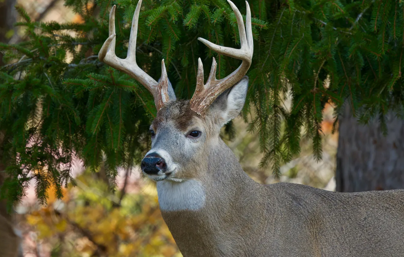 Photo wallpaper spruce, deer, horns, became