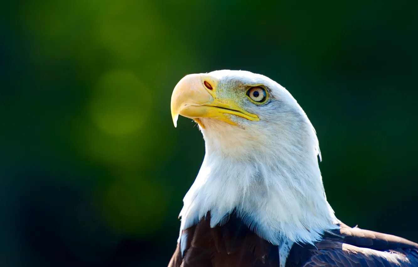 Photo wallpaper background, bird, eagle