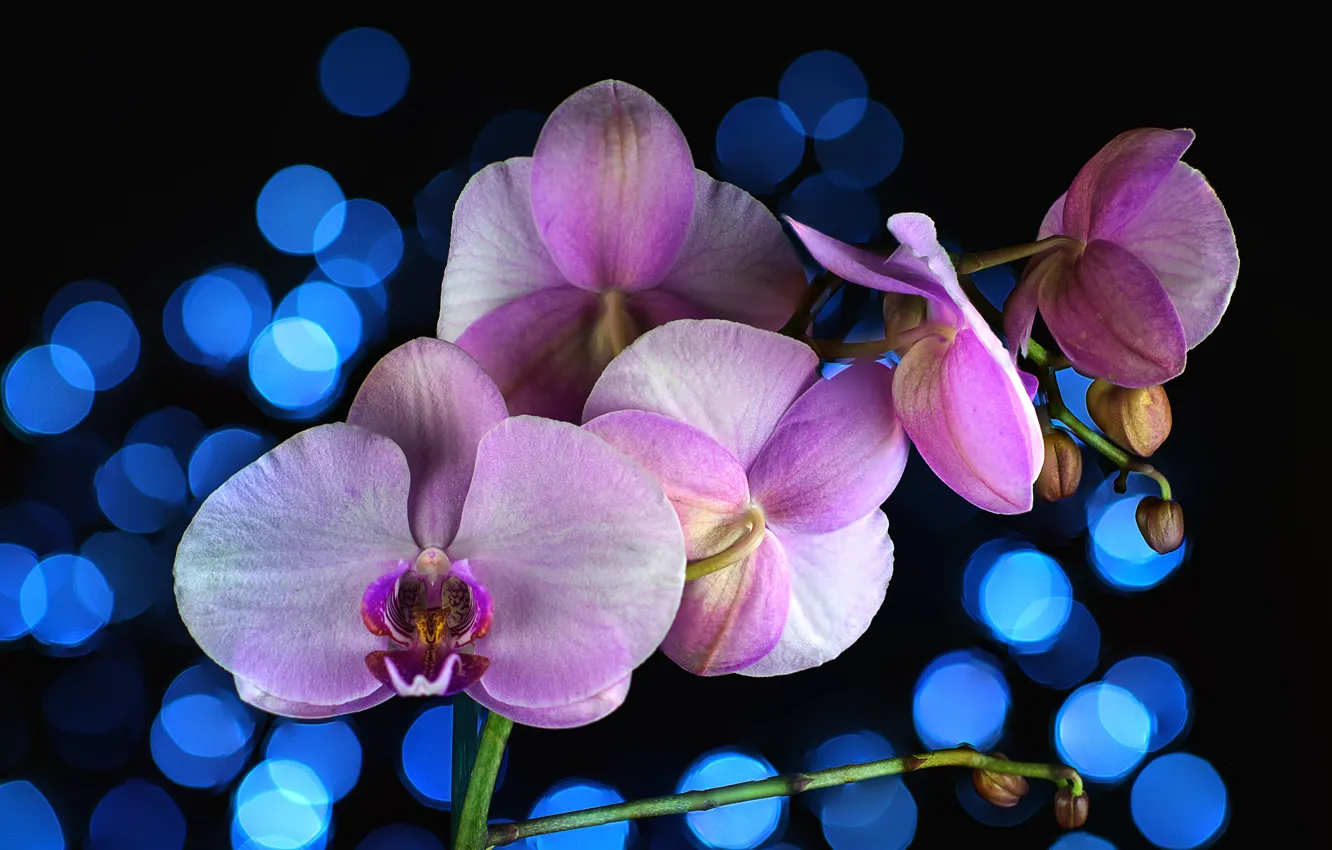 Photo wallpaper flowers, blue, background, black, Orchid, lilac, bokeh