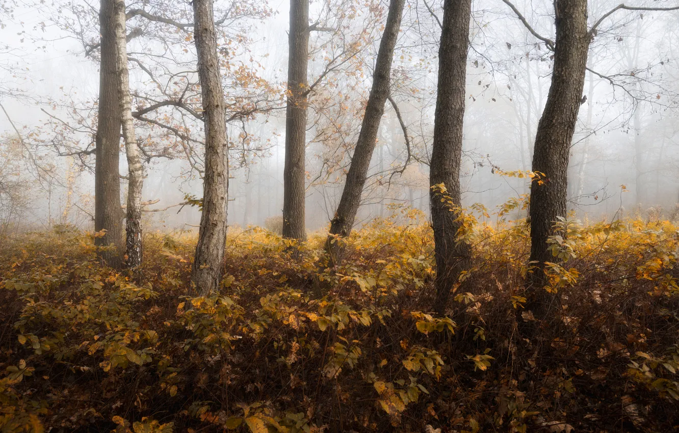 Photo wallpaper autumn, forest, trees, branches, nature, fog, Park, thickets