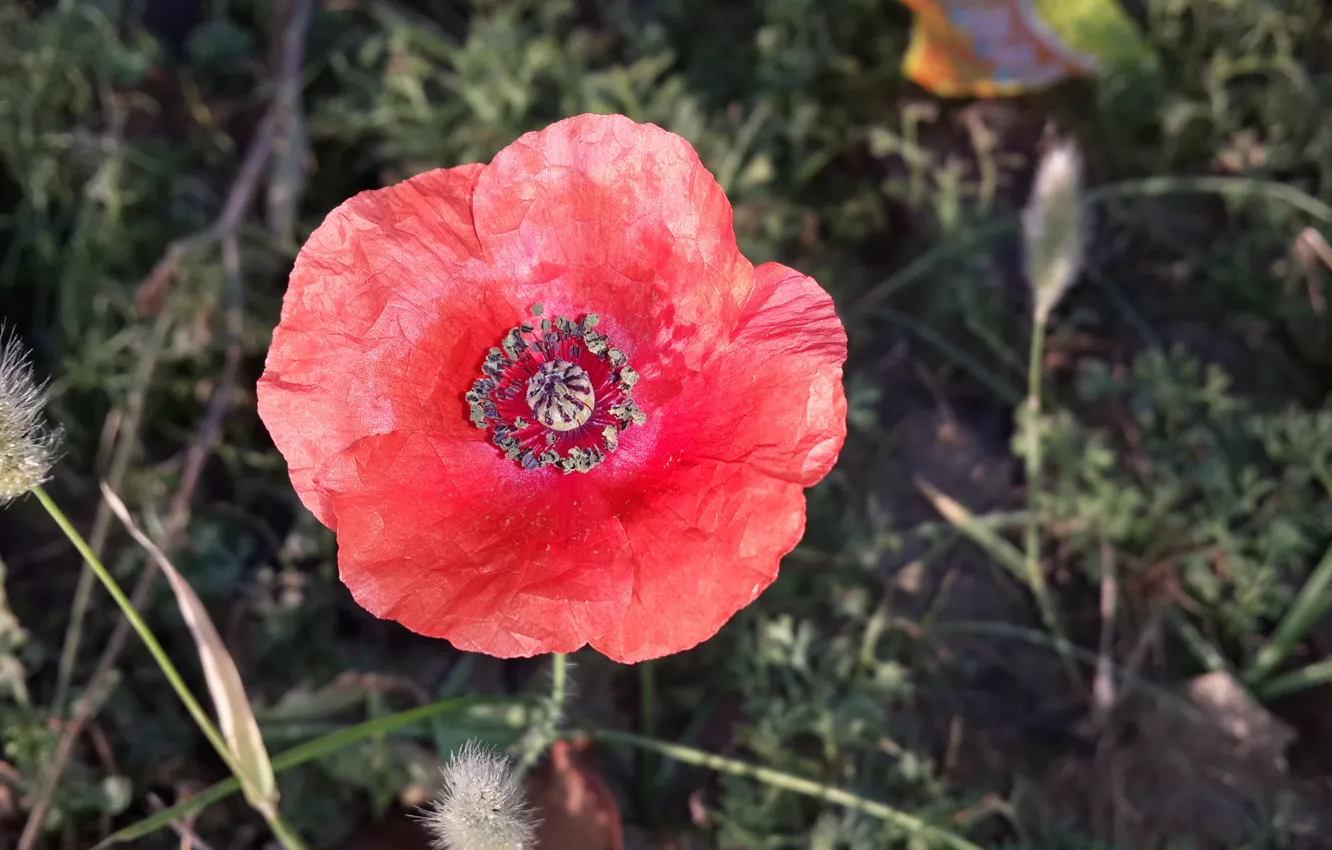 Photo wallpaper red, flower, PAPER FLOWER, SUHART