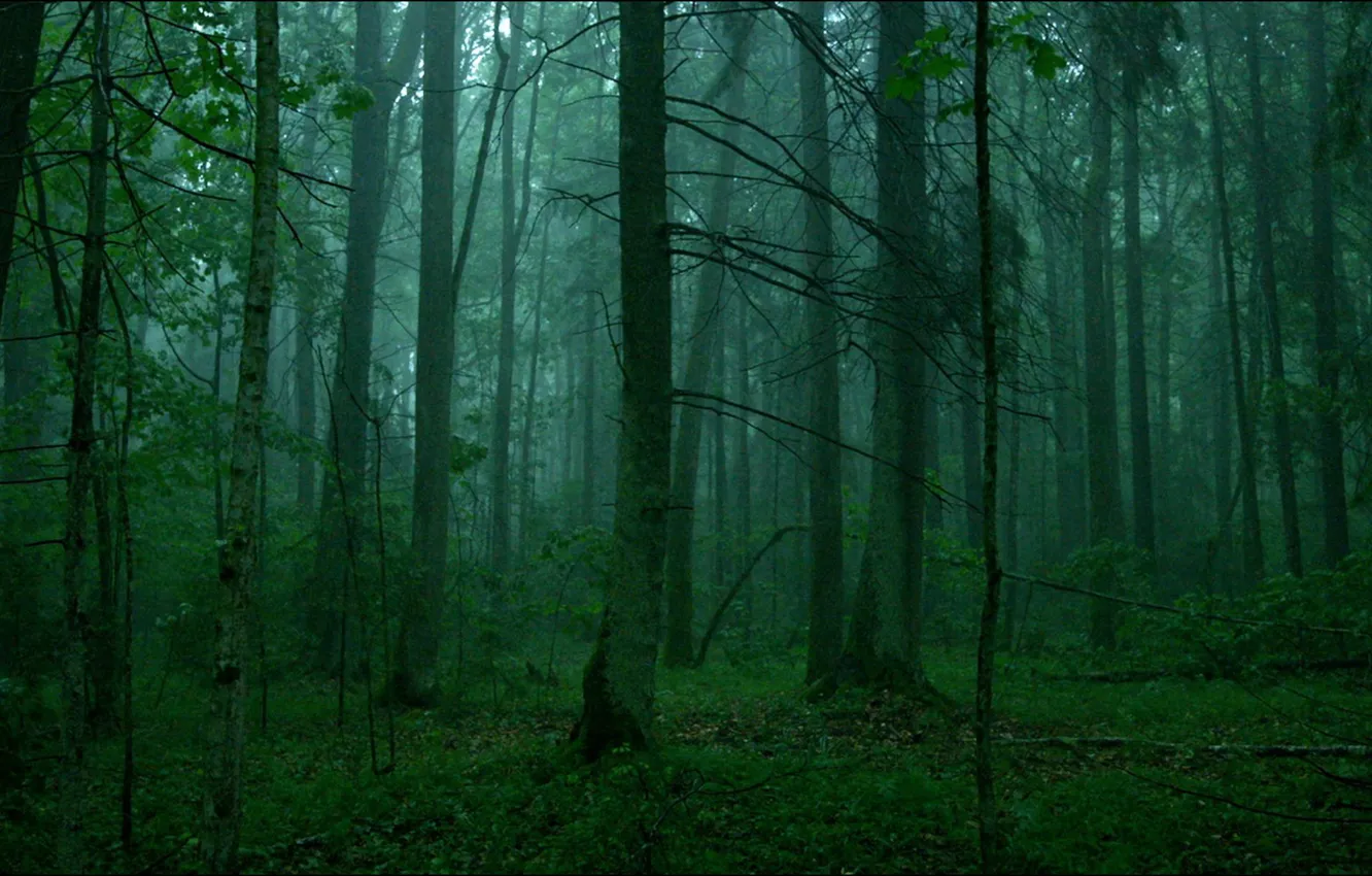 Photo wallpaper forest, trees, nature