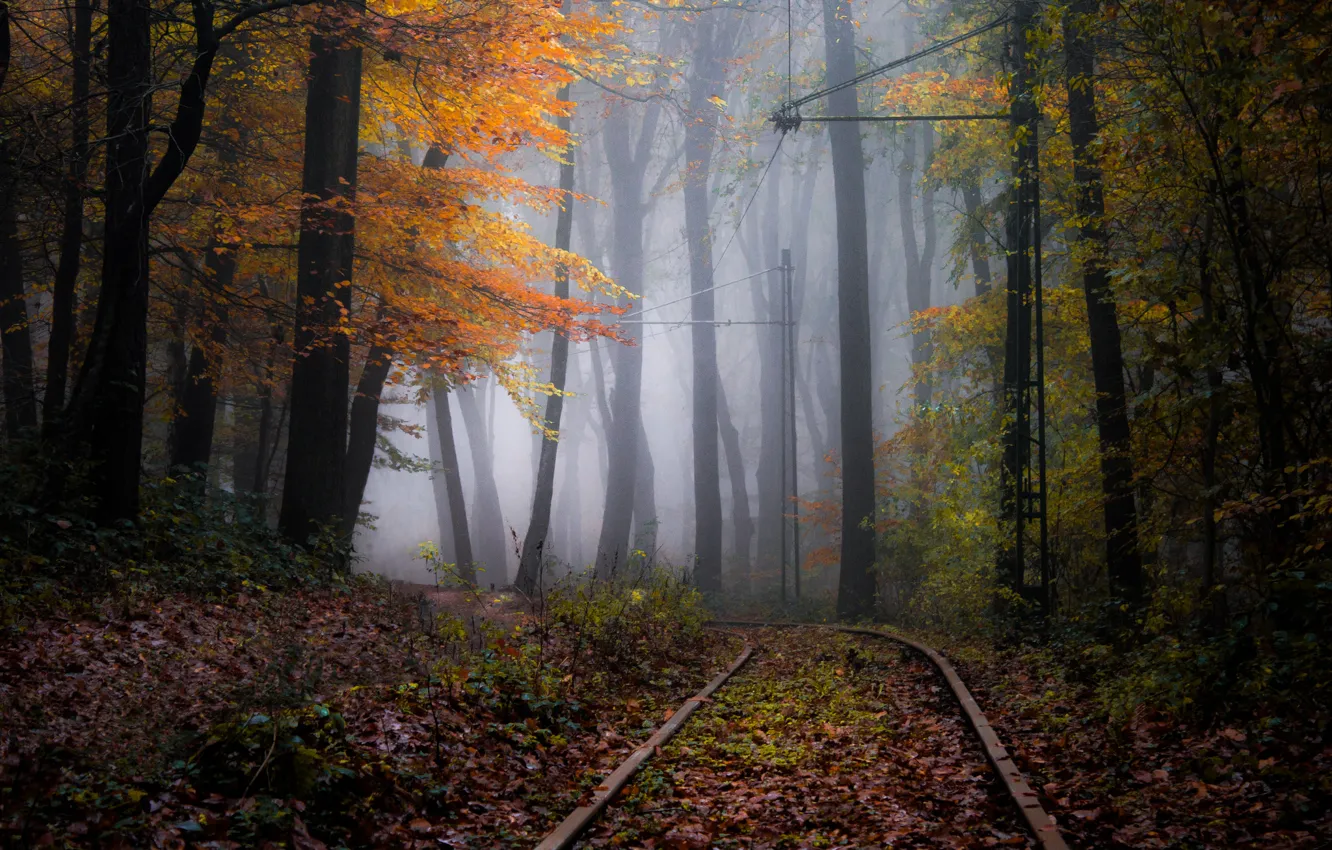Photo wallpaper autumn, forest, nature, the way, fog, haze