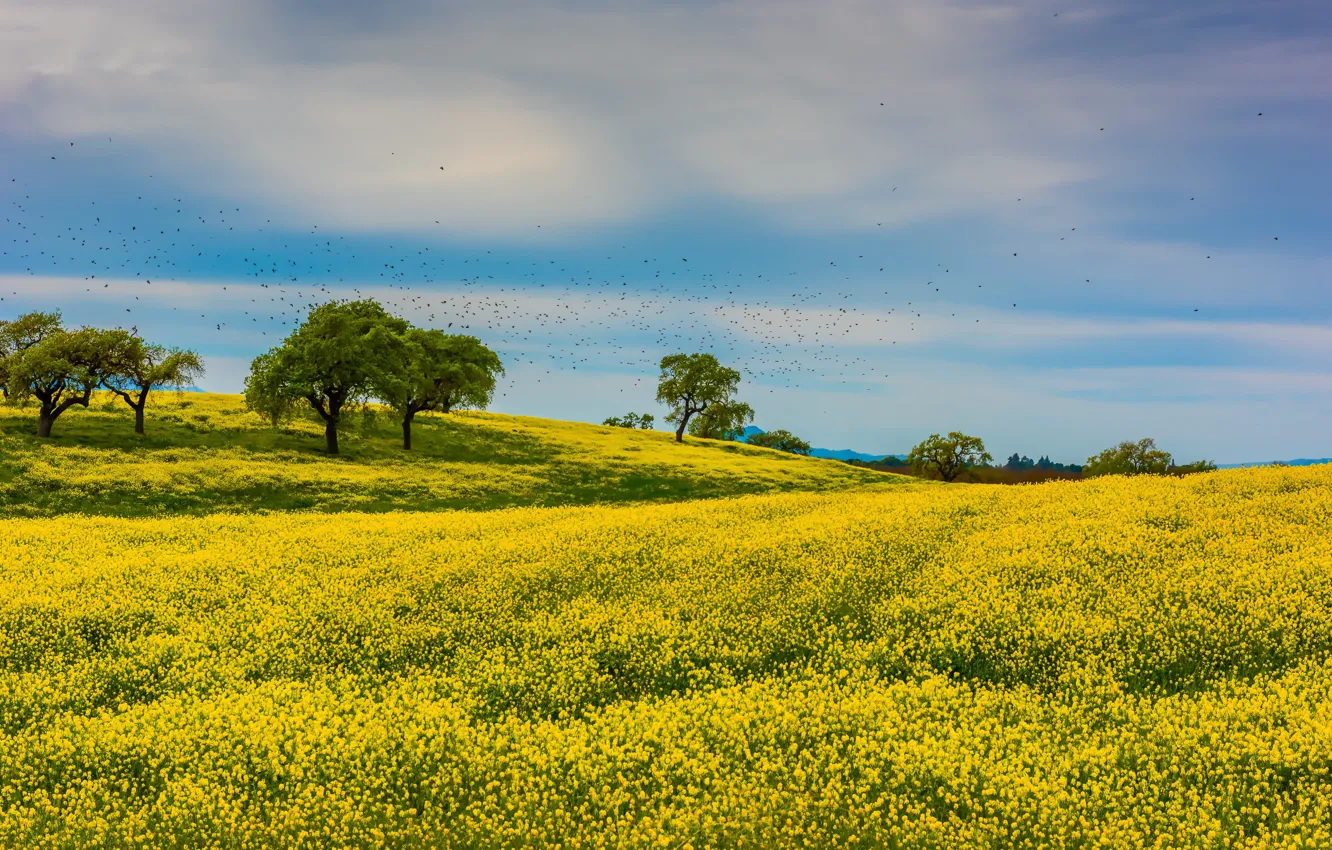Photo wallpaper field, clouds, trees, flowers, birds, hills, pack, yellow