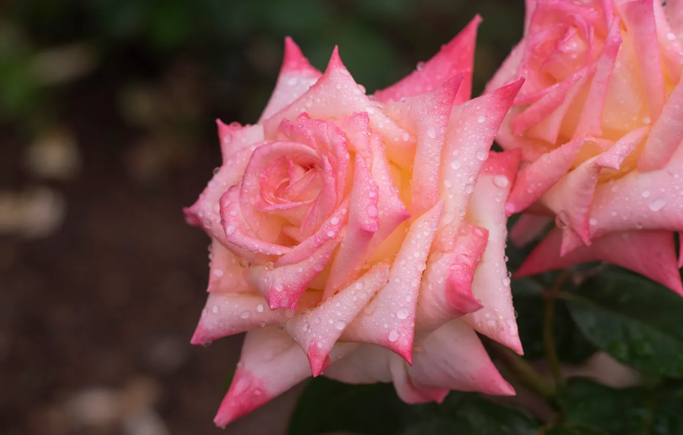 Photo wallpaper drops, macro, roses, petals, buds