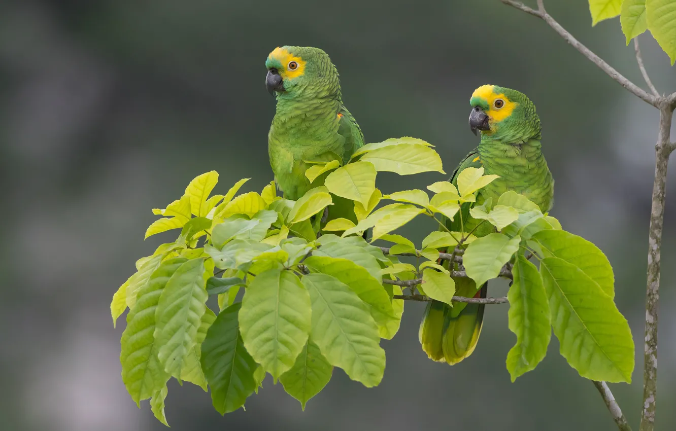 Photo wallpaper leaves, birds, background, branch, parrots, a couple, Sidelobes Amazon
