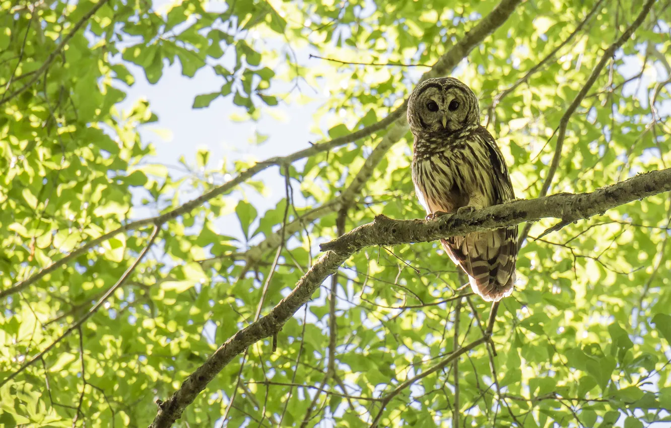 Photo wallpaper greens, branches, owl, bird, foliage, owl
