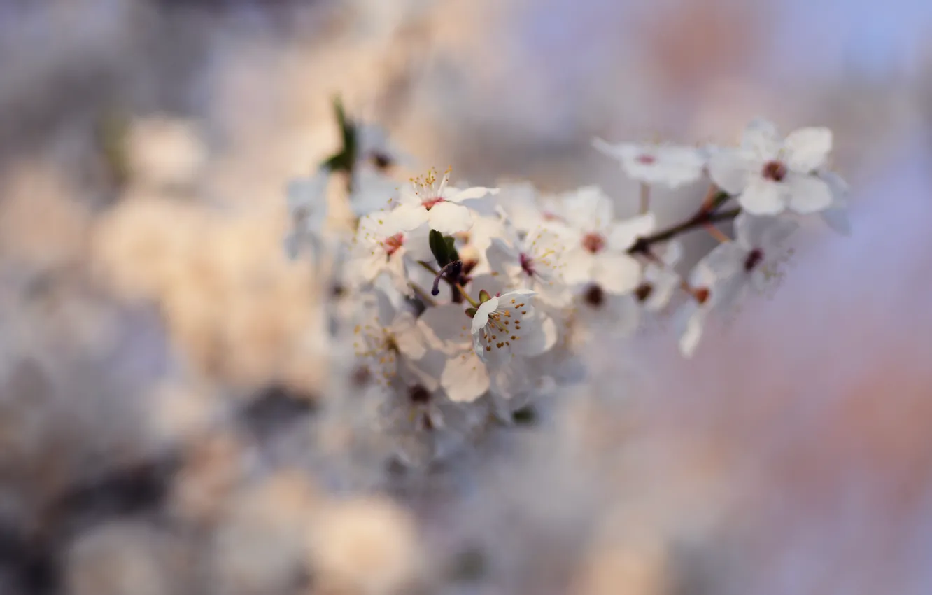 Photo wallpaper flowers, cherry, bokeh, гелиос44м, spring 2021