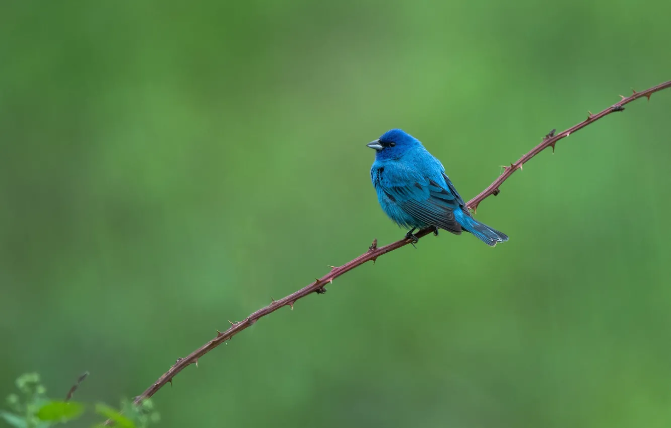 Photo wallpaper blue, branch, bird