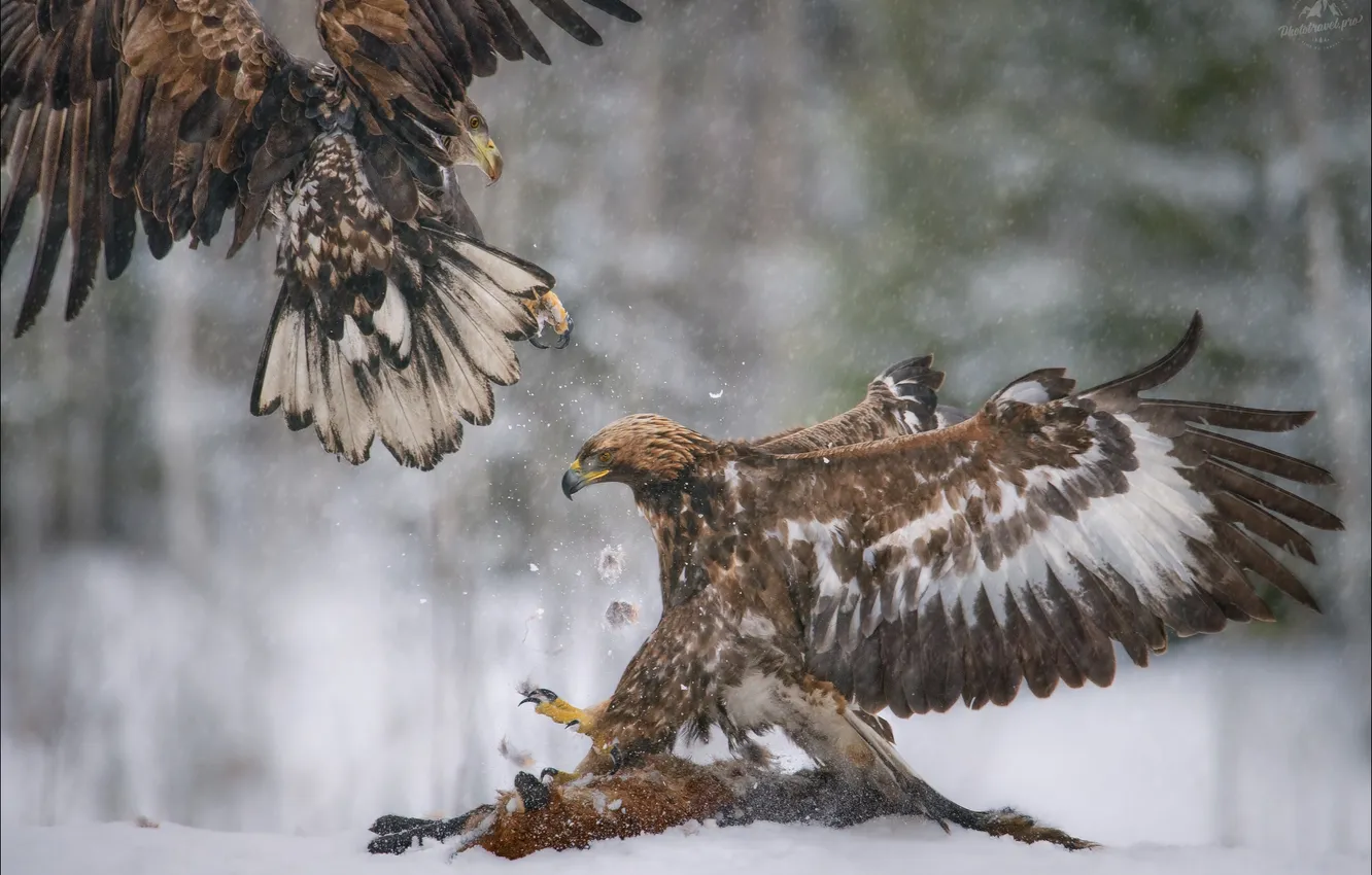 Photo wallpaper bird, eagle, battle, bokeh, flap, Vlad Sokolovsky, Fluff and feathers