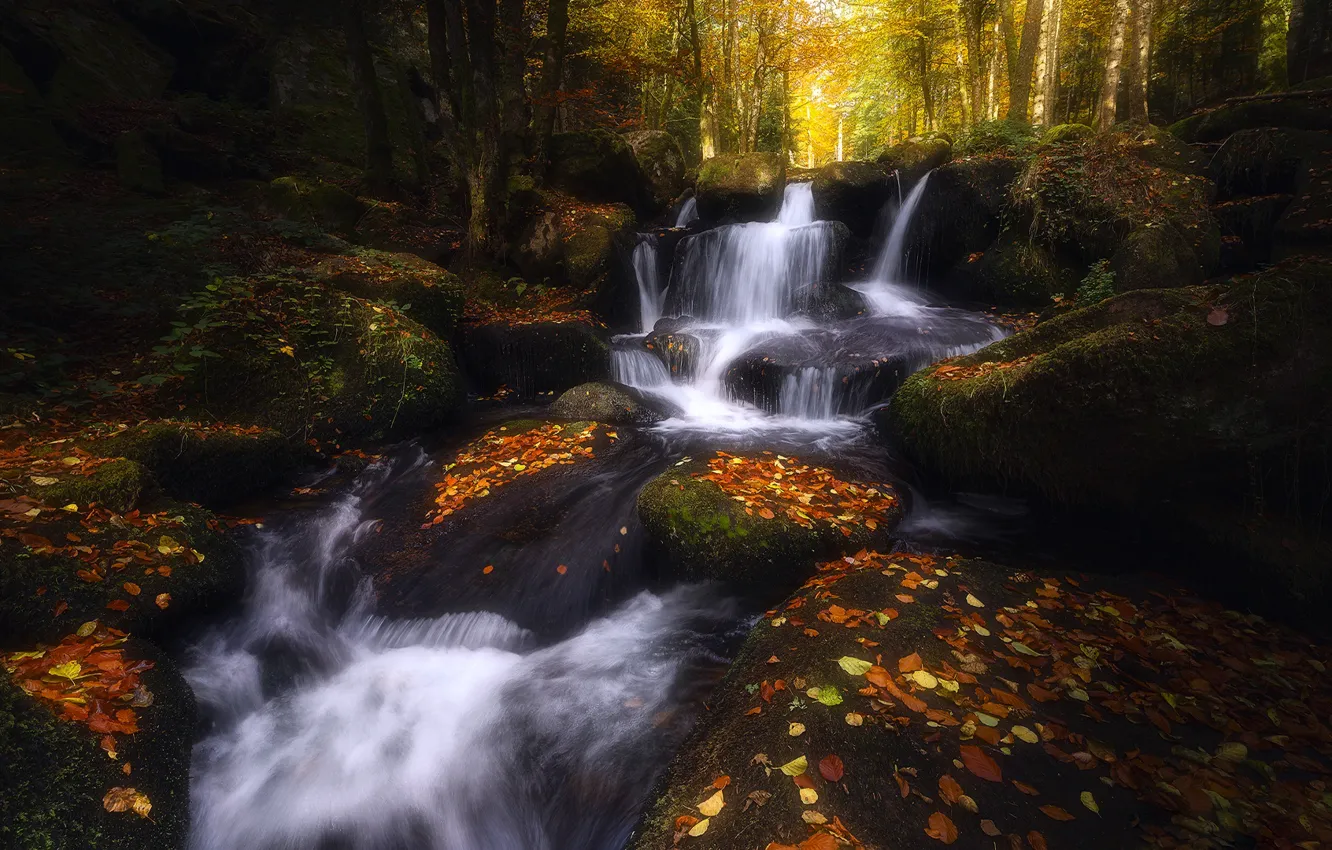 Photo wallpaper autumn, forest, leaves, trees, stones, foliage, waterfall, moss