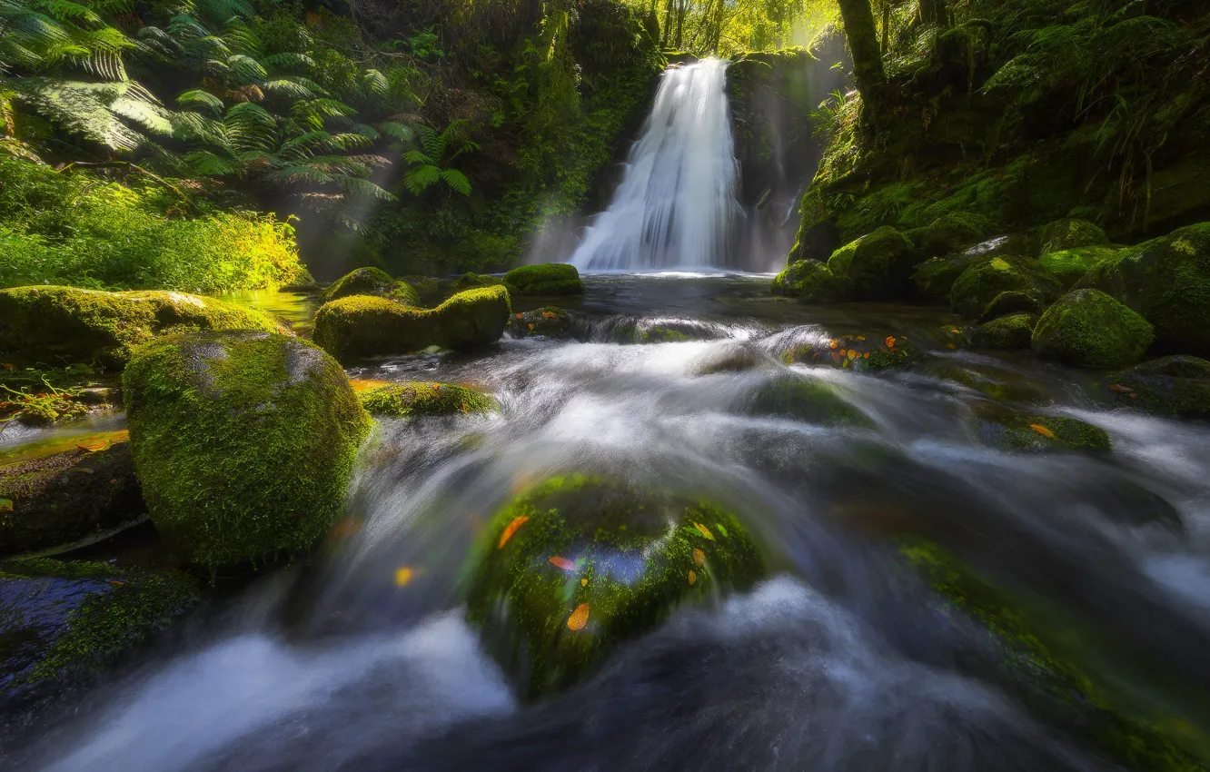 Photo wallpaper greens, forest, summer, leaves, light, stones, shore, for