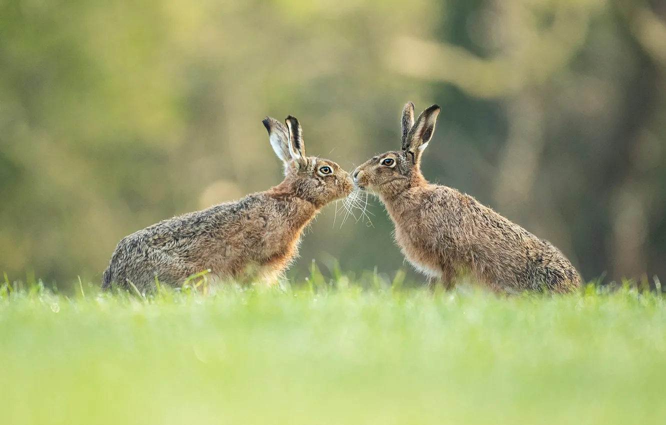 Photo wallpaper summer, grass, look, nature, pose, grey, background, each