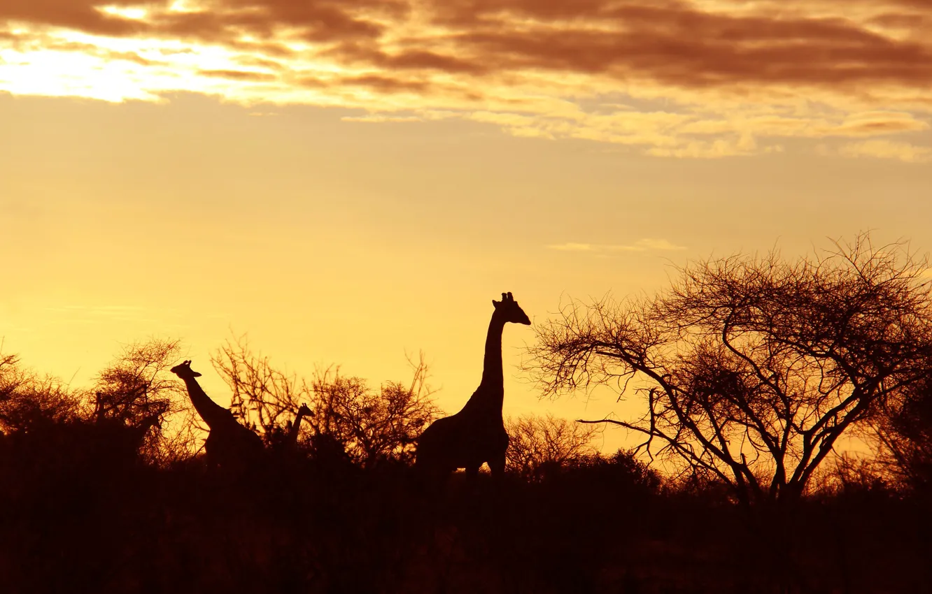 Photo wallpaper silhouette, giraffe, Africa