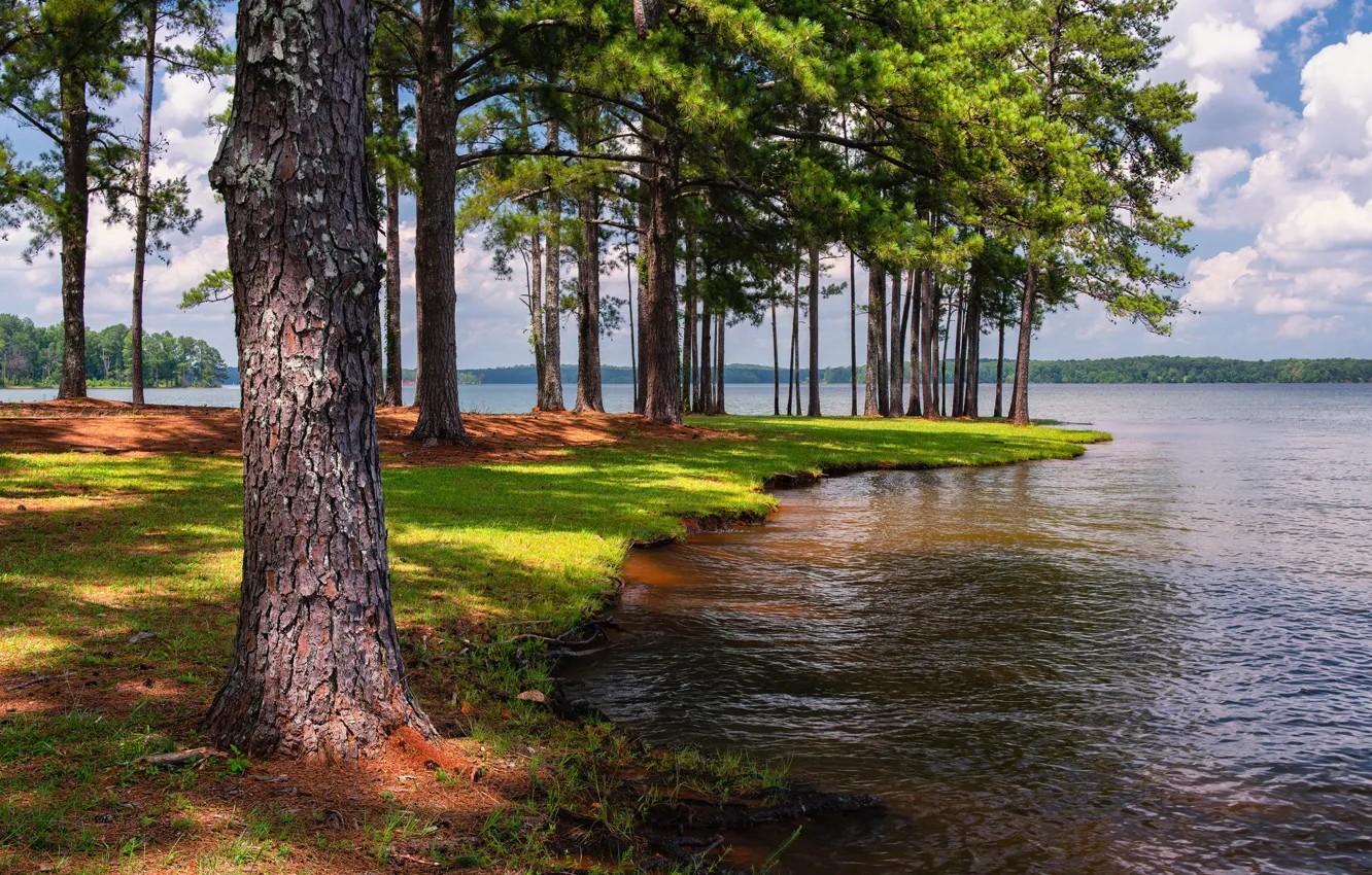 Photo wallpaper forest, the sky, the sun, clouds, trees, lake, Park, FL