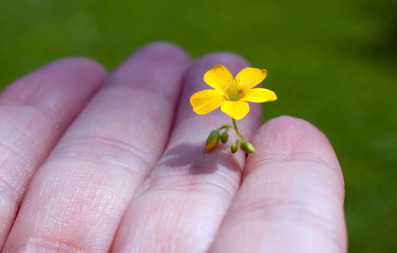 Photo wallpaper flower, macro, hand