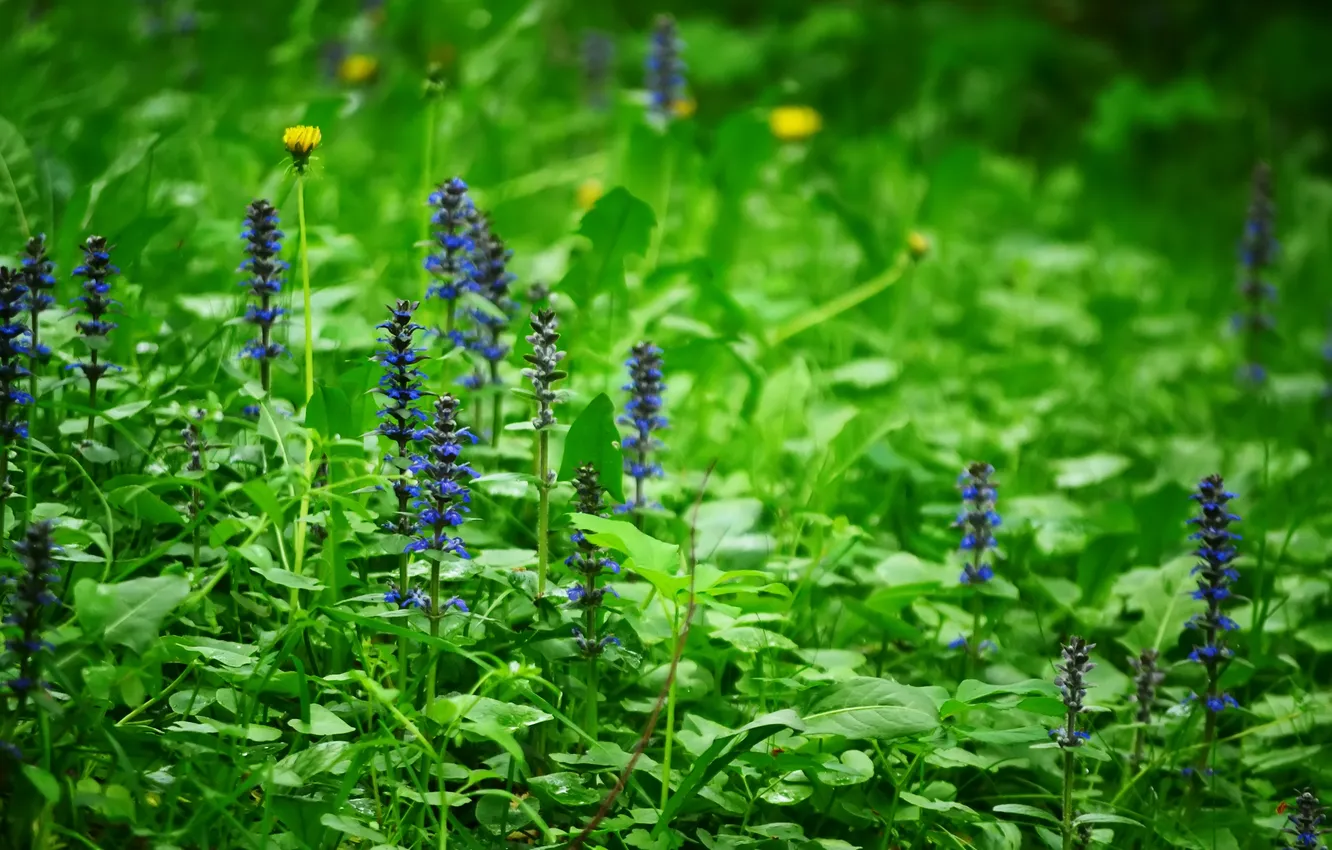 Photo wallpaper forest, flowers, glade, plant, spring, bokeh