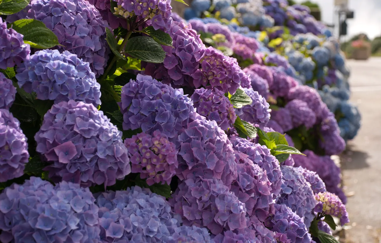 Photo wallpaper macro, flowers, the bushes, hydrangea