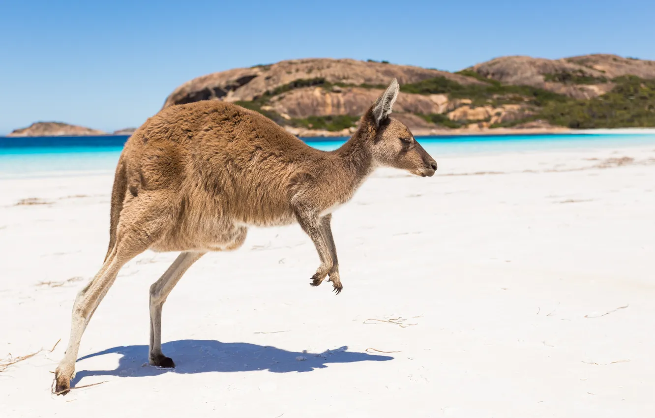 Photo wallpaper beach, kangaroo, profile