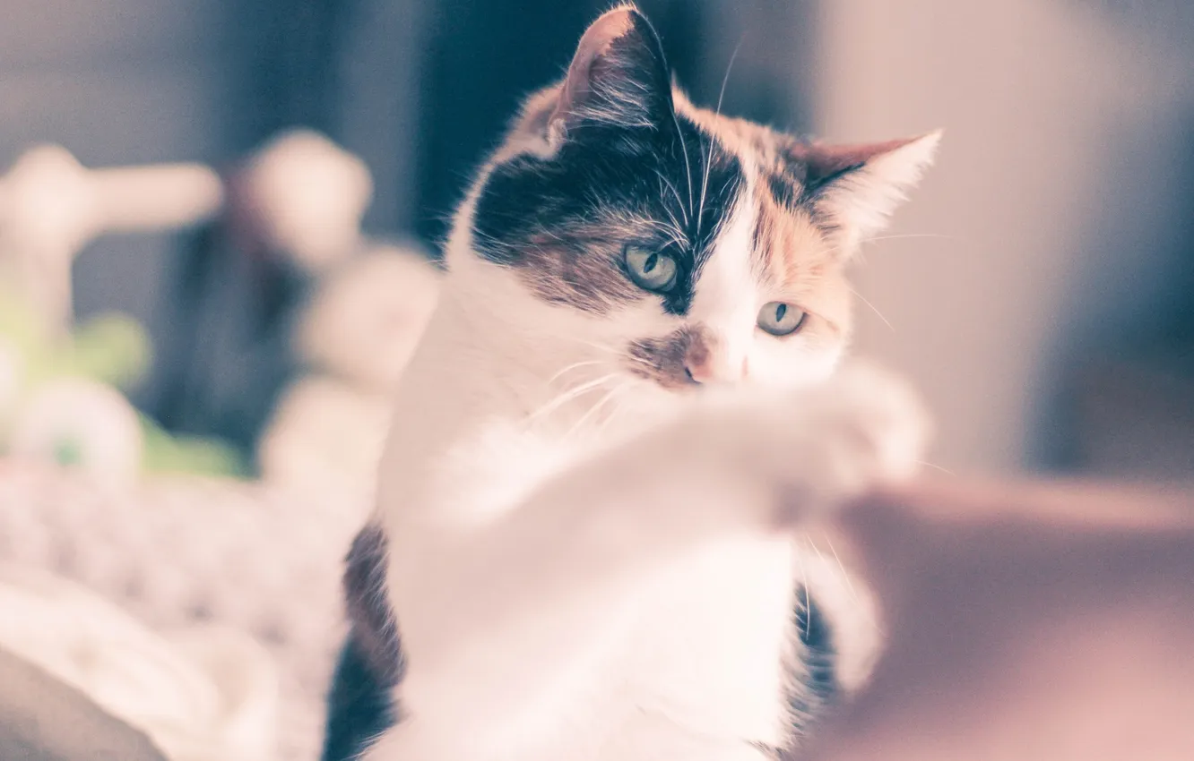 Photo wallpaper cat, cat, wool