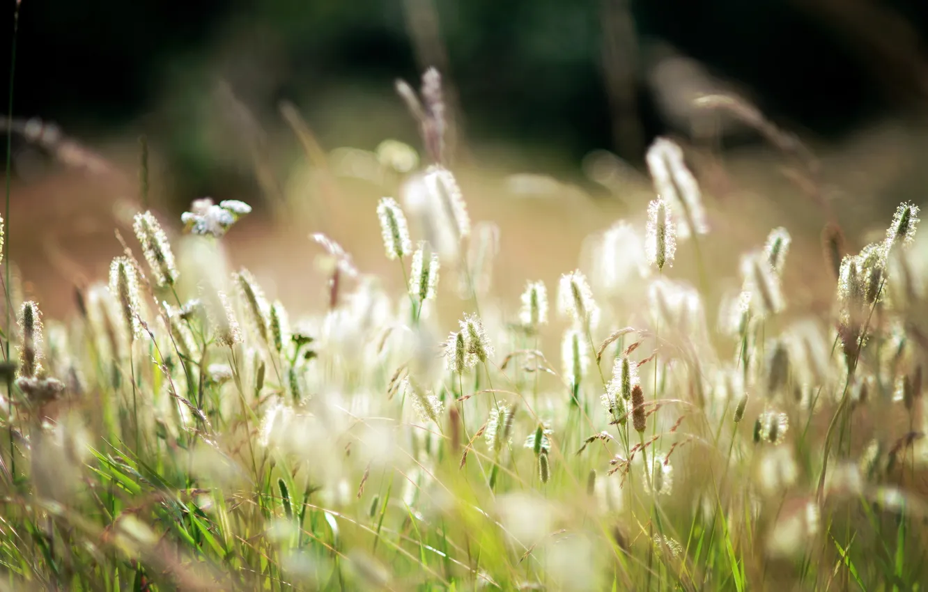 Photo wallpaper field, summer, grass, nature